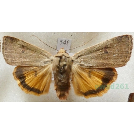 Noctua comes Hübner, 1813 Rolnica komes Czech54f